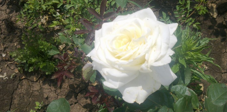White Rose