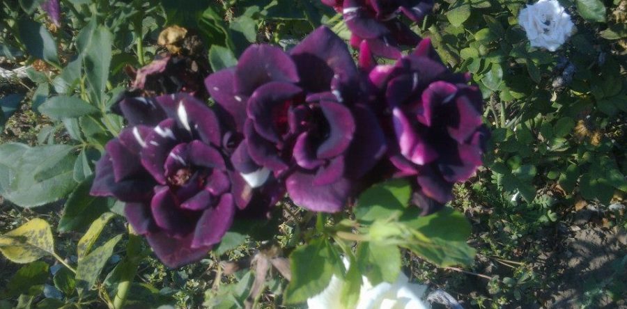 Роза Тъмно Лилава