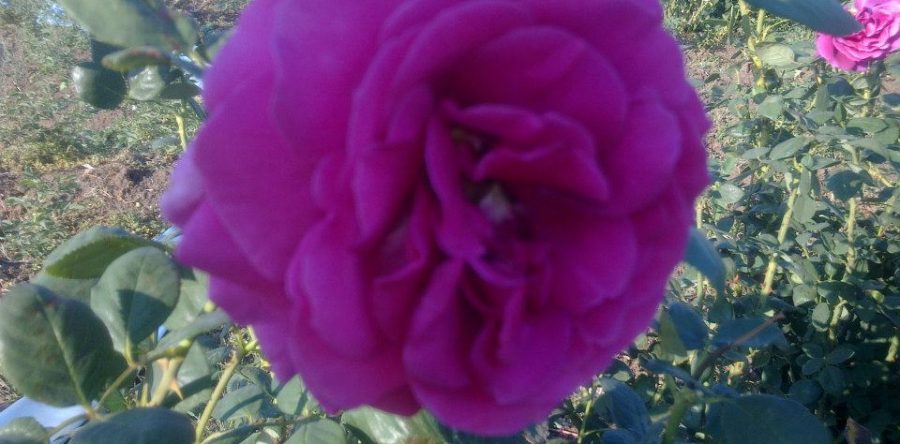 Роза Лилава