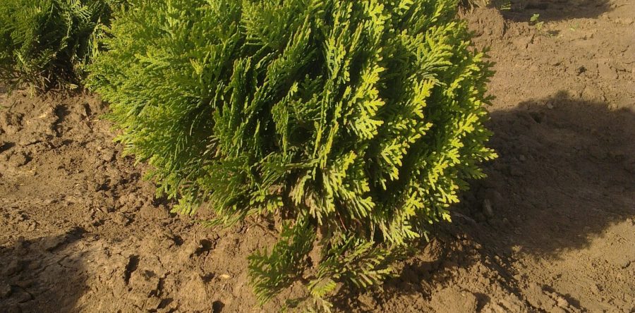 Thuja occidentalis Danica