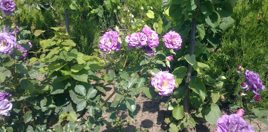 Роза Лилава