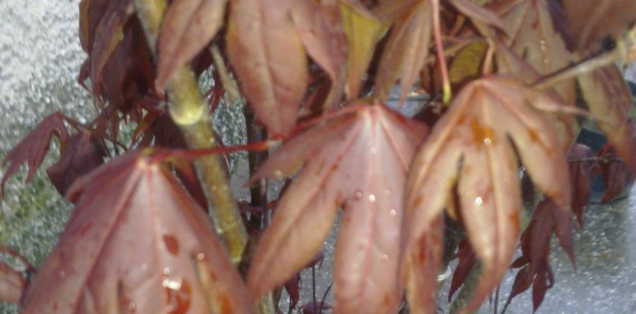 Acer Palmatum Bloodgood