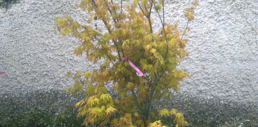 Ацер Палматум – Ориндж Дрийм (Acer Palmatum Orange Dream)