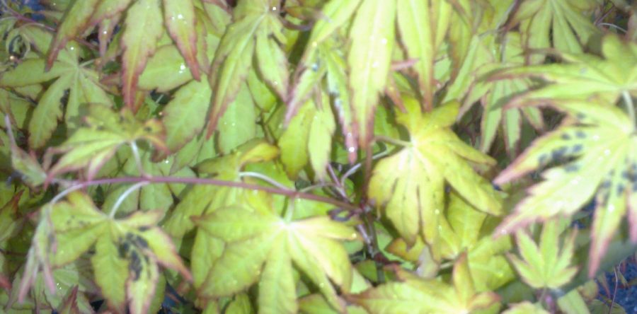 Acer Palmatum Orange Dream