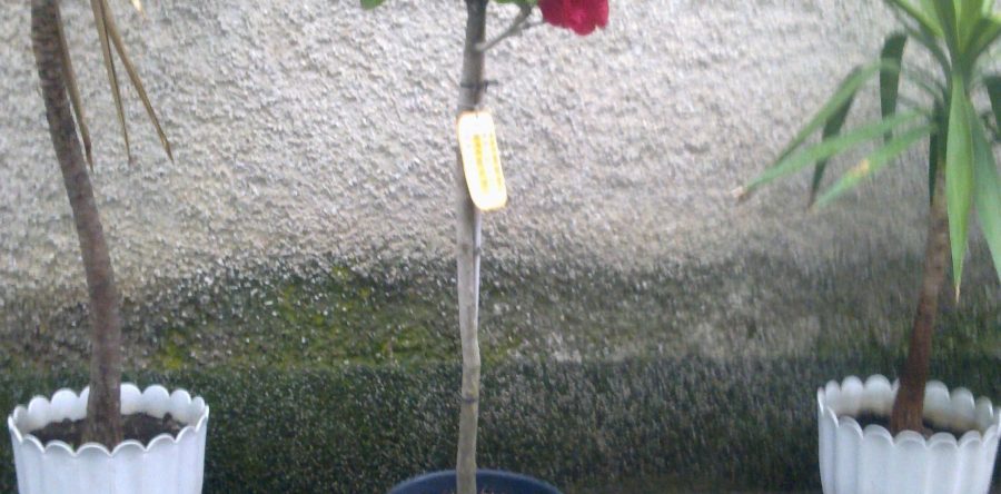 Camellia Japonica Rosso-Red-Rouge-Rot