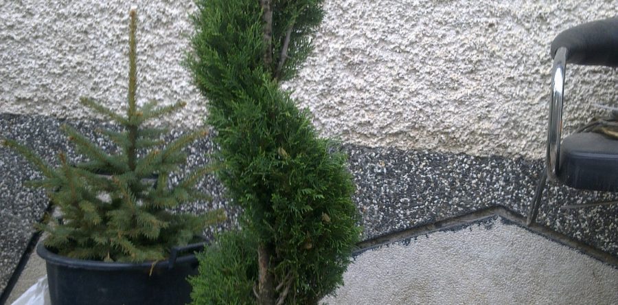 Топирана Спираловидна Форма на Кипарис Лейланди (Cupressocypapis Leyland)