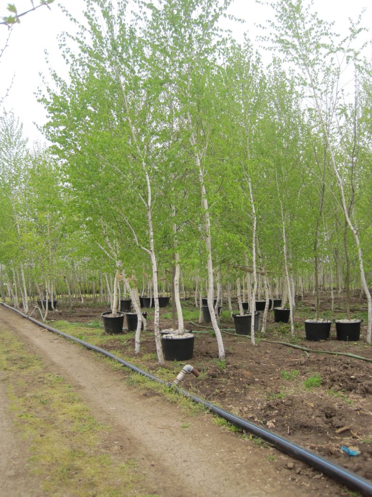 Бяла Бреза (Betula)