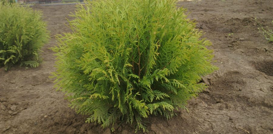 Западна Туя – Глобоза (Thuja occidentalis Globosa)
