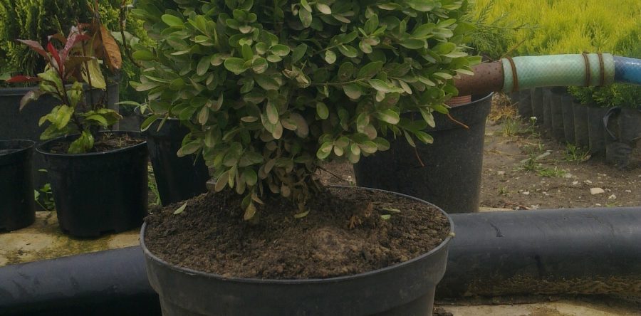 Buxus Sempervirens