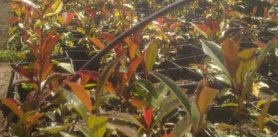 Photinia Fraseri