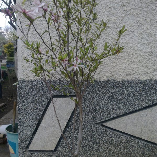 Magnolia Stellata Rosea