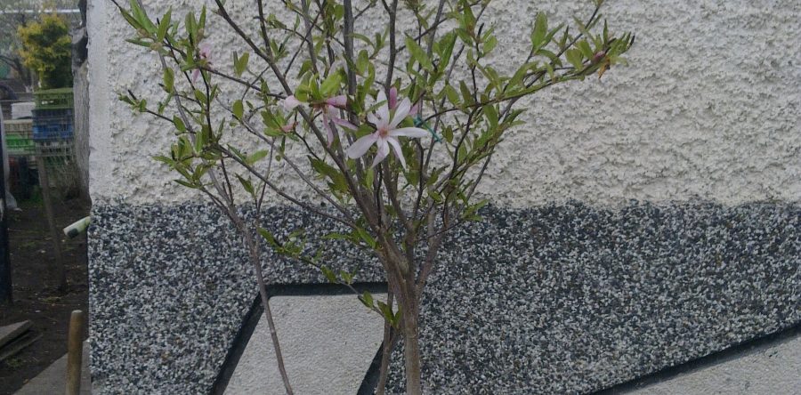 Magnolia Stellata Rosea