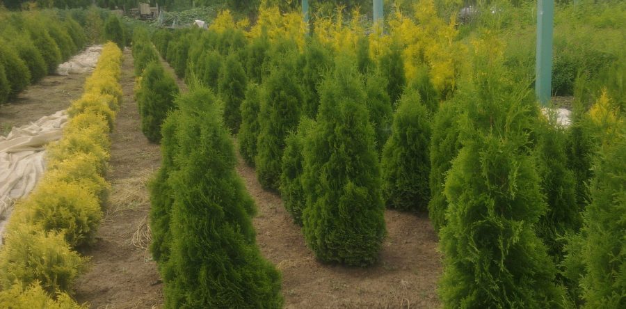Западна Туя – Холмструп (Thuja occidentalis Holmstrup)