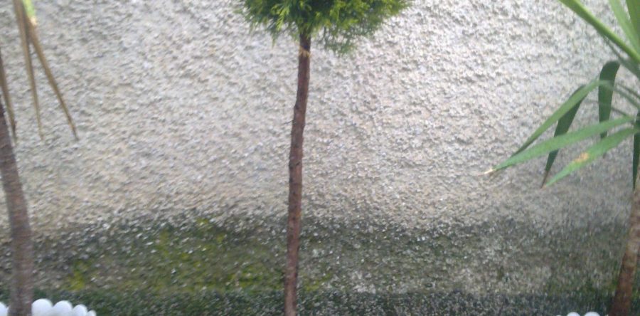 Cupressocypapis Leyland Gold Crest