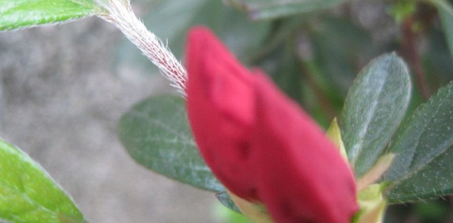 Азалия (Azalia)