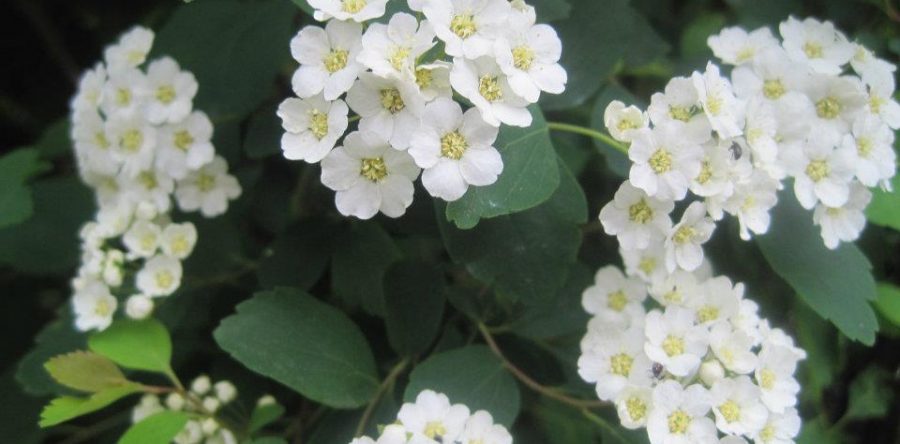 Бяла Спирея Ванхутей (Spiraea Vanhouttei)