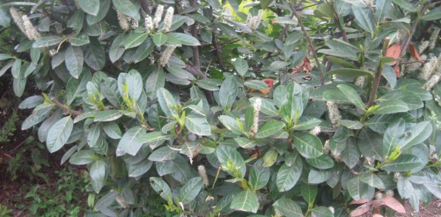 Лавровишна (Laurocerasus Officinalis)