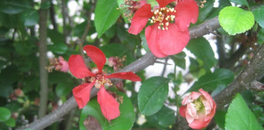 Chaenomeles Japonica