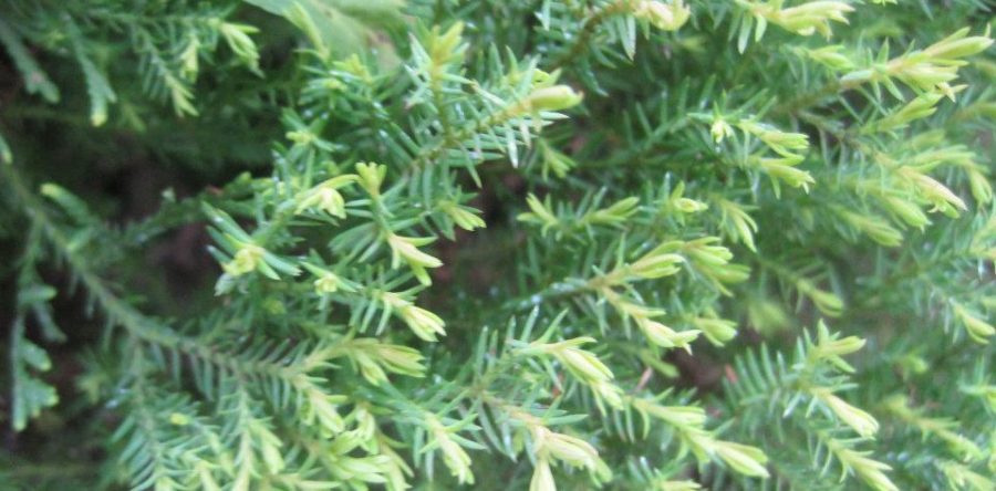 Thuja Occidentalis Ericoides