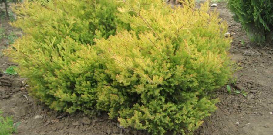 Thuja Occidentalis Elwangeriana Rheingold