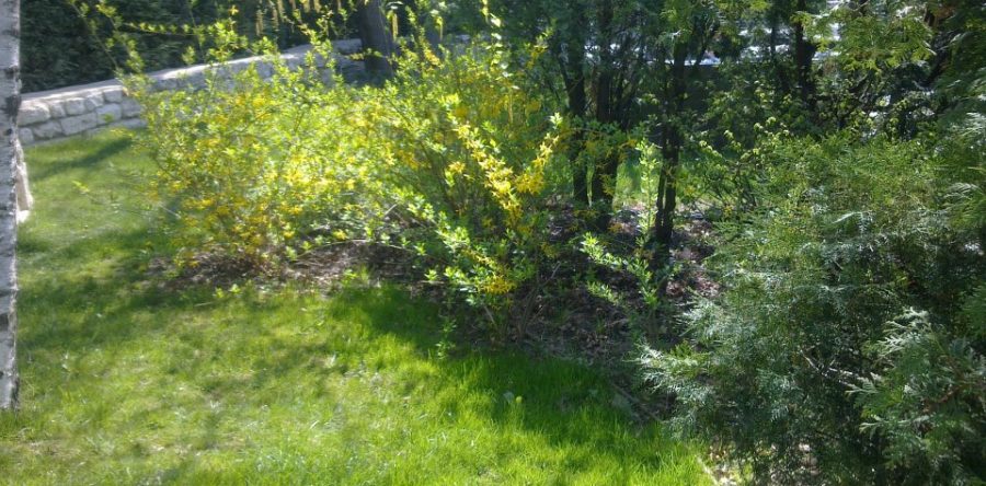 Фрозиция (Forsythia)