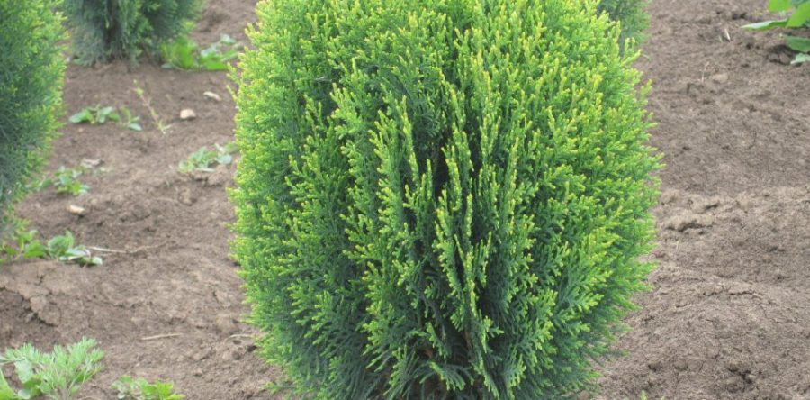 Thuja Orientalis Compact