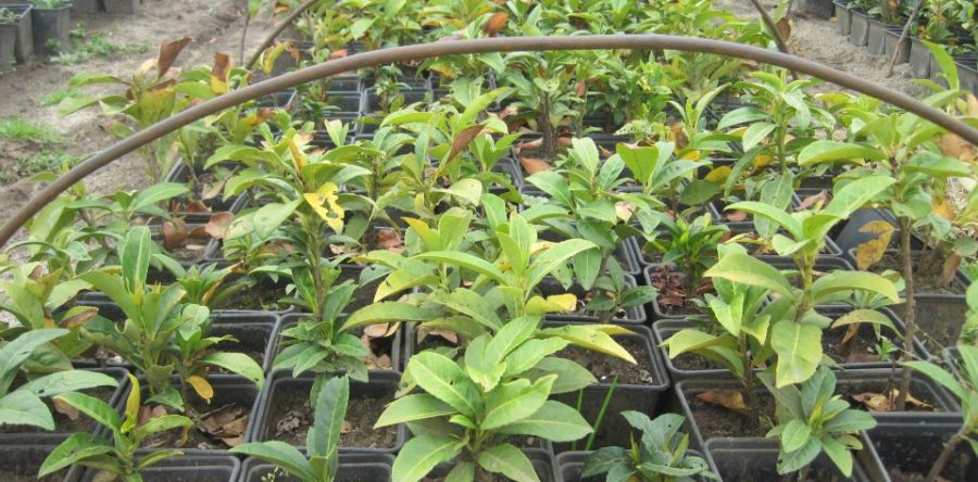 Лавровишна (Laurocerasus Officinalis)