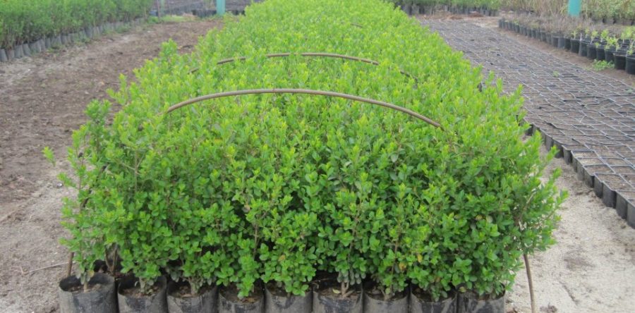 Лигуструм (Ligustrum Ovalifolium)