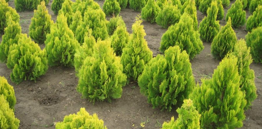 Източна Туя – Пирамидалис Аурея (Thuja orientalis Pyramidalis Aurea)