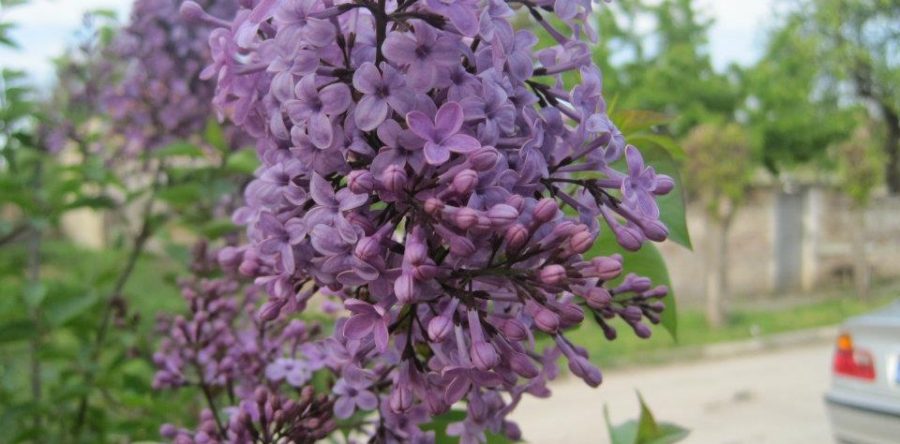 Syringa