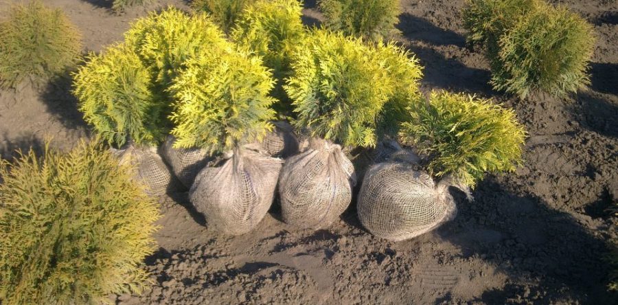 Thuja Occidentalis Rheingold