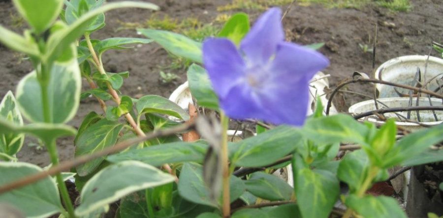 Vinca Minor