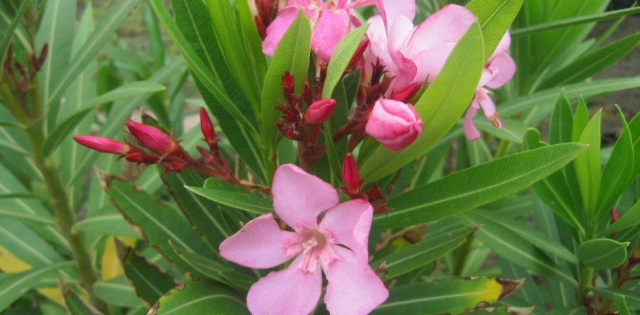 Nerium Oleander