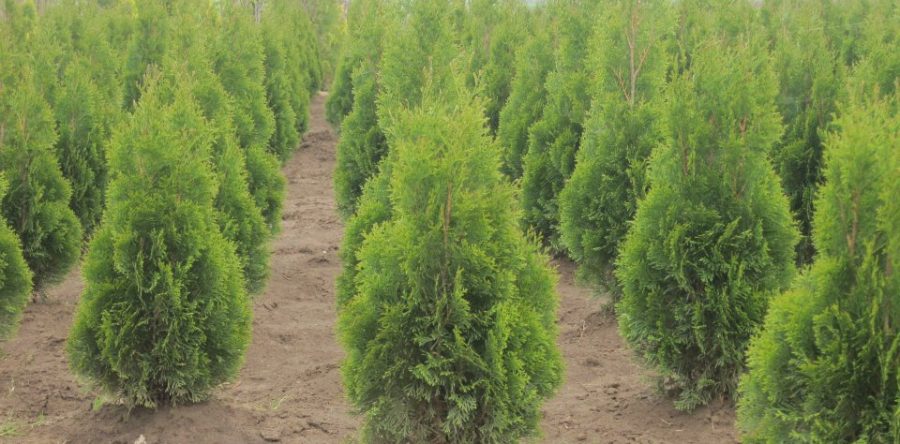 Западна Туя – Смарагд (Thuja occidentalis Smaragd)