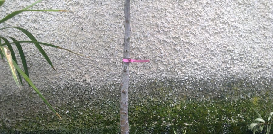 Топирана Кълбовидна Форма на Аризонски Кипарис – Аурея (Cupressus Arizonica Aurea)