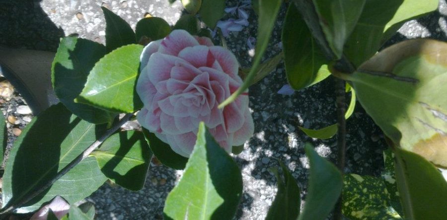 Камелия Японика – Розова (Camellia Japonica)