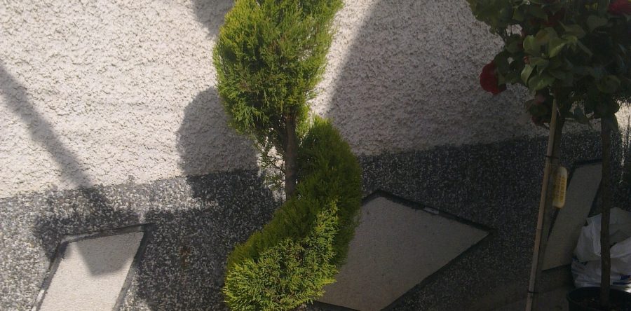 Cupressocypapis Leyland Gold Crest