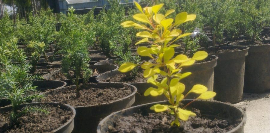 Berberis Thunbergii Aurea