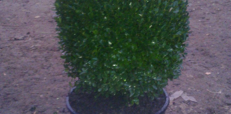 Buxus Sempervirens