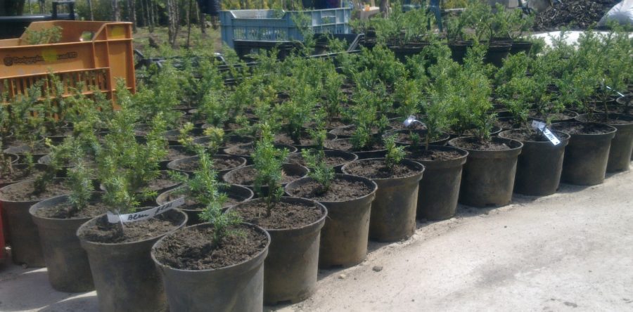 Juniperus Chinensis Blue Alps