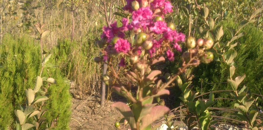Lagerstroemia Indica