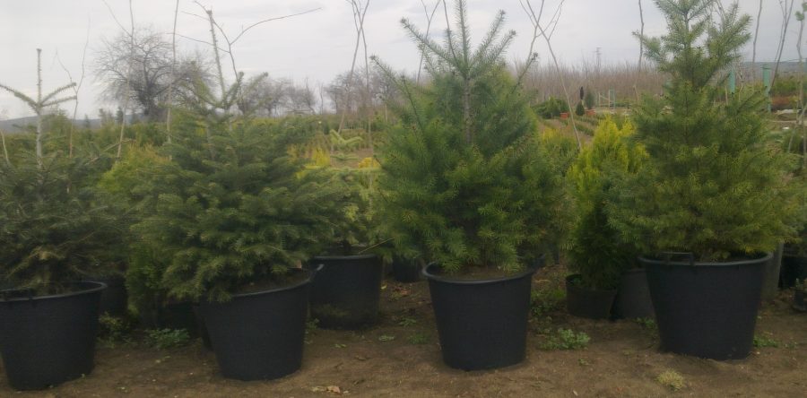 Pseudotsuga Douglasii