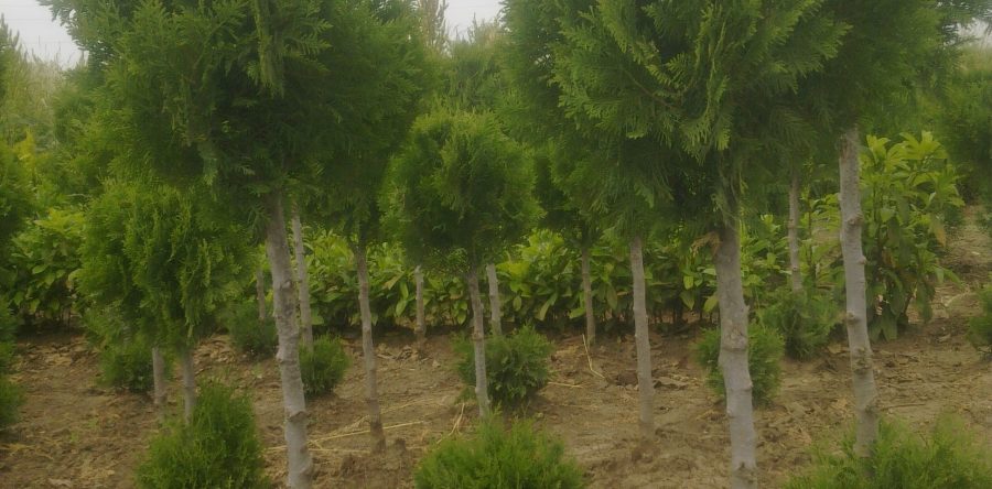 Thuja occidentalis Brabant