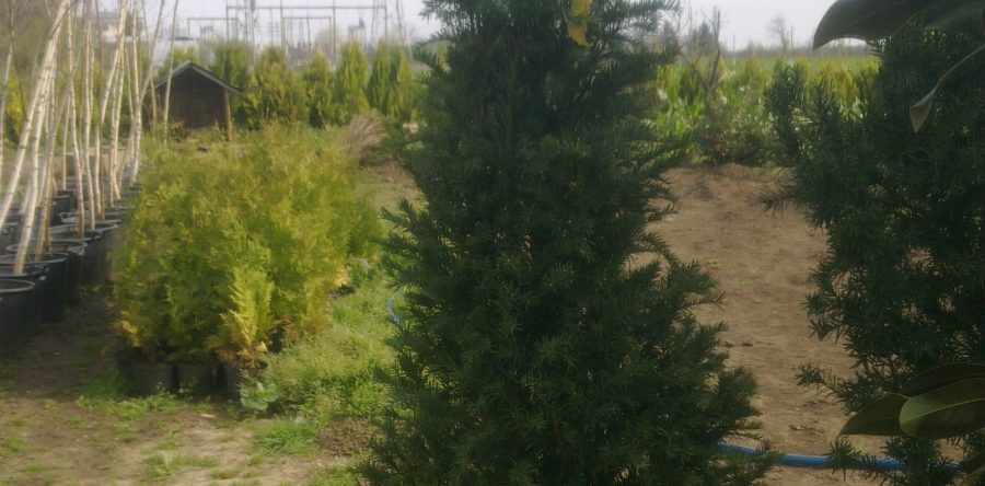 Taxus