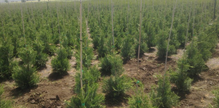 Cupressocyparis Leyland