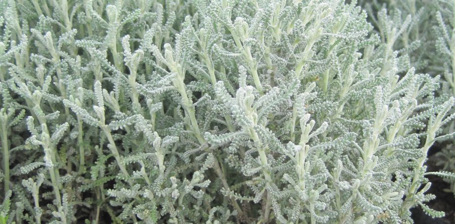 Santolina Chamaecyparissus