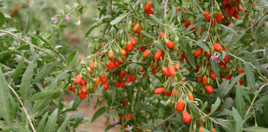 Годжи Бери (Lycium)