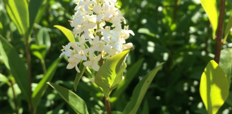 Ligustrum Vulgaris