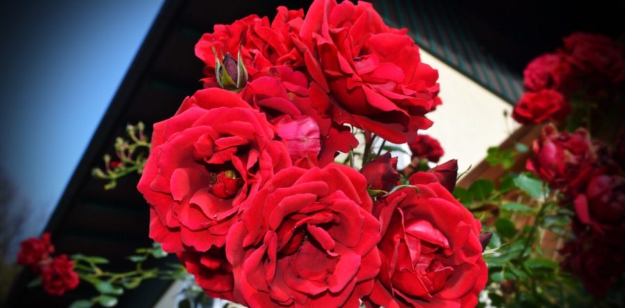 Land shaft design by Shaki Ltd.