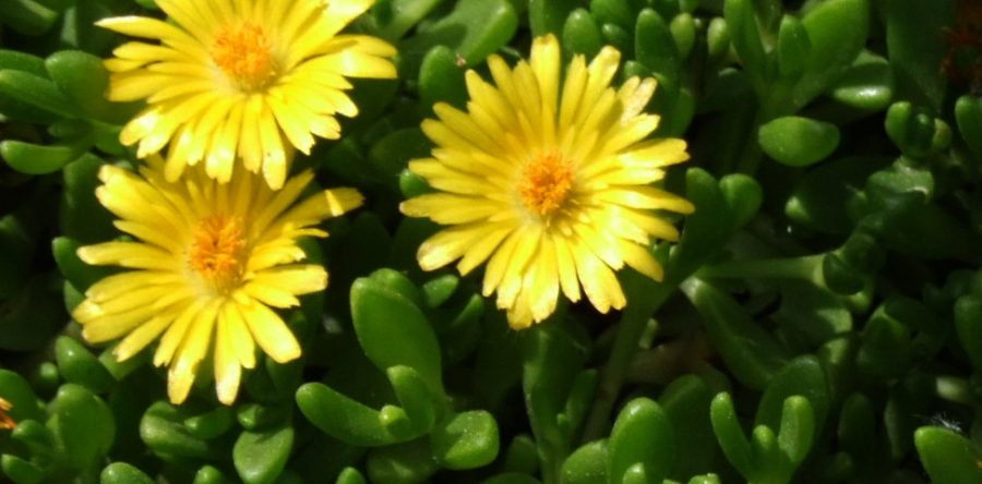Делосперма (Delosperma nubigenum)